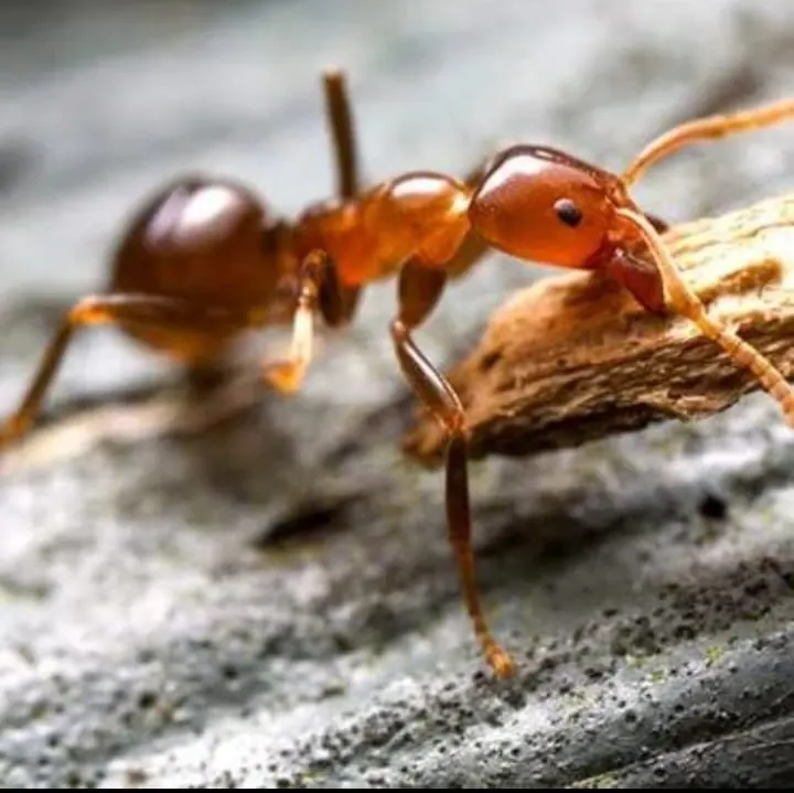 Ants on a surface during a pest inspection